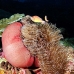 anemonefish_pink_mid_v_0705_png1230.jpg